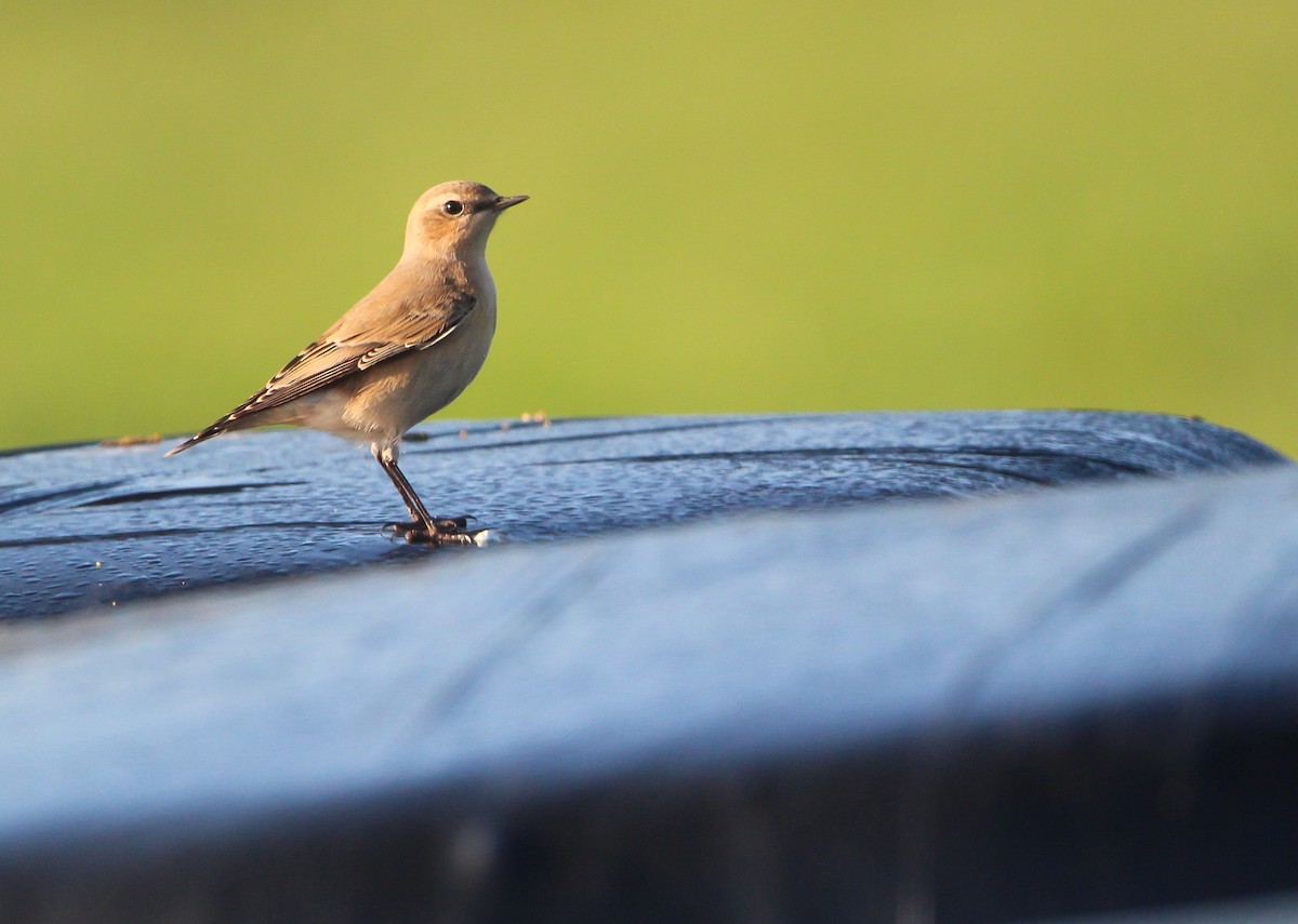 Northern Wheatear - ML643381002