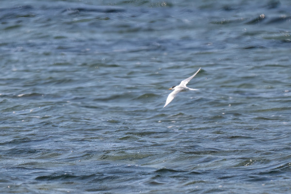Australian Fairy Tern - ML643381003