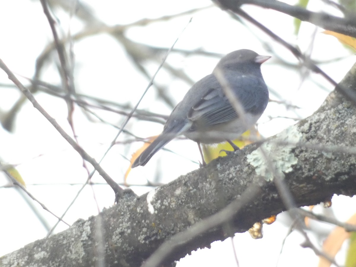 Dark-eyed Junco - ML643381020