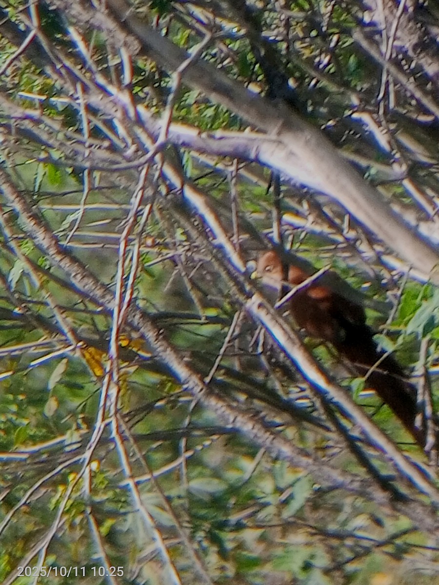 Common Squirrel-Cuckoo - ML643381025