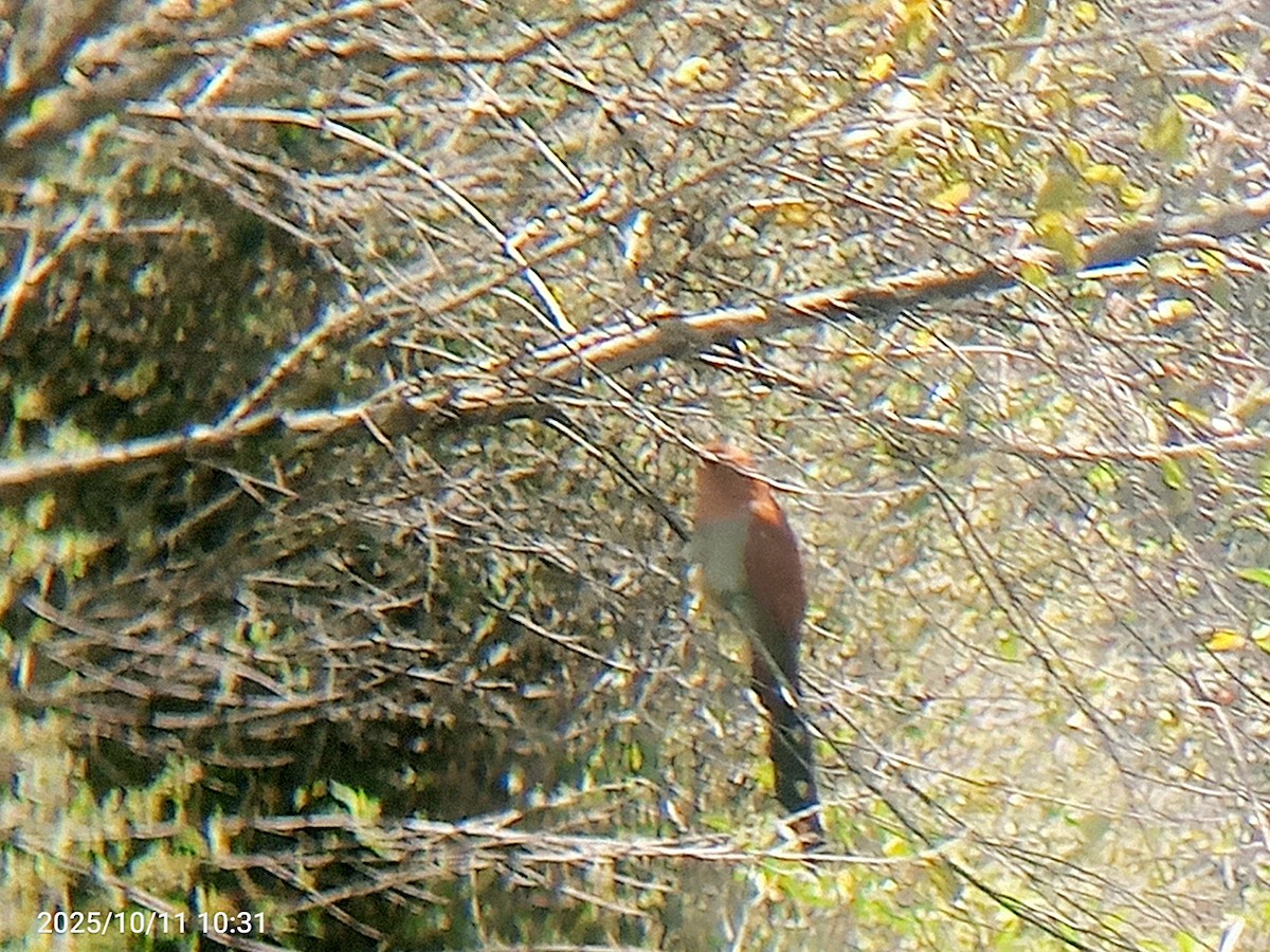 Common Squirrel-Cuckoo - ML643381026