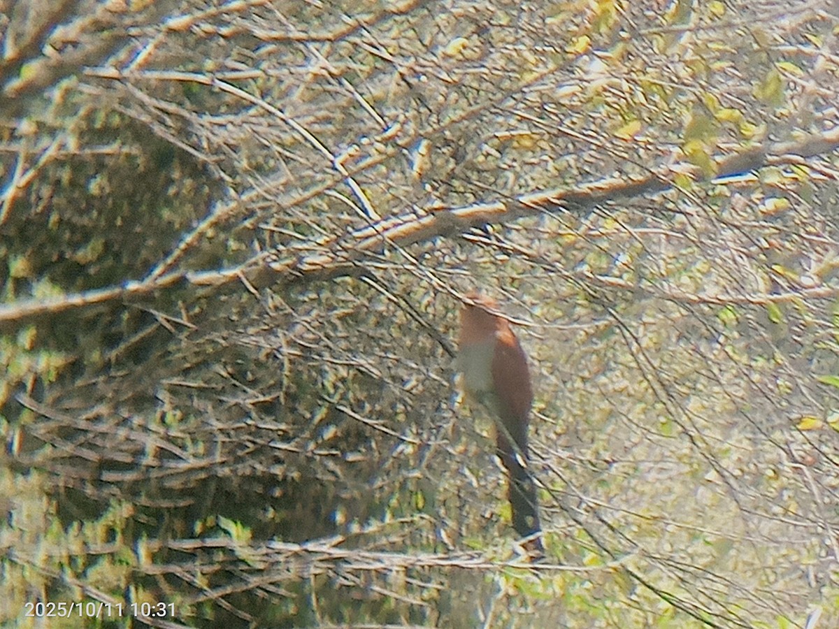 Common Squirrel-Cuckoo - ML643381027