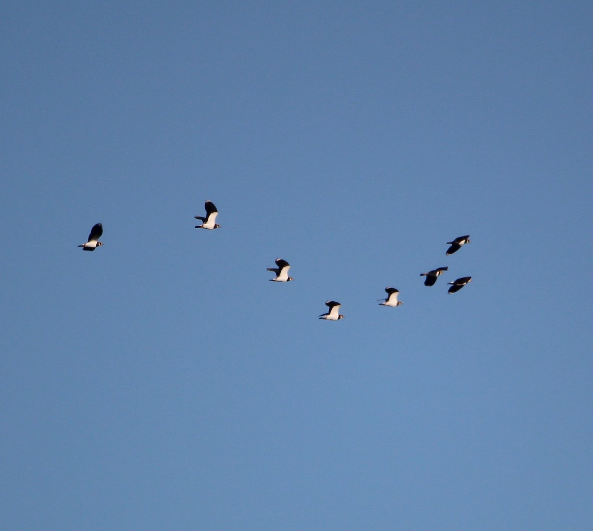 Northern Lapwing - ML643381042