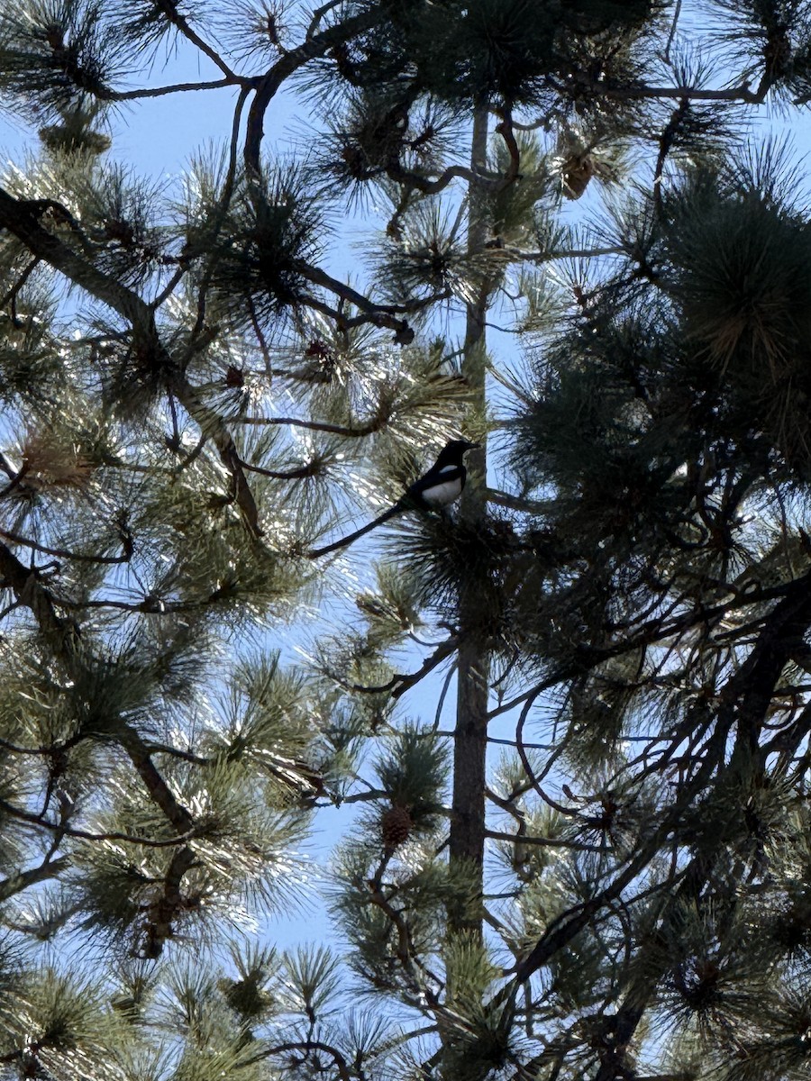 Black-billed Magpie - ML643381061