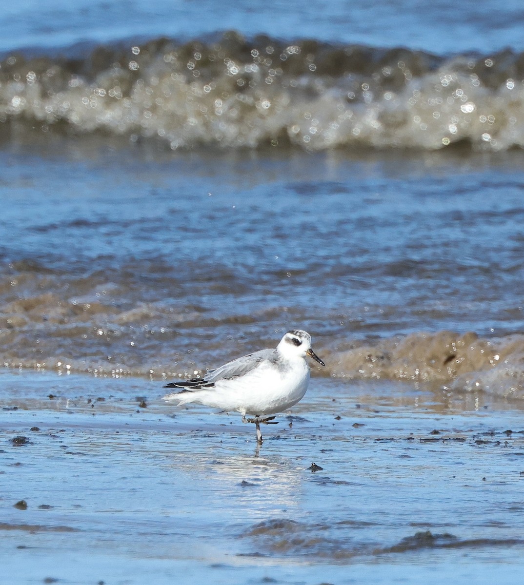 Улаан сэлээхэй - ML643381068