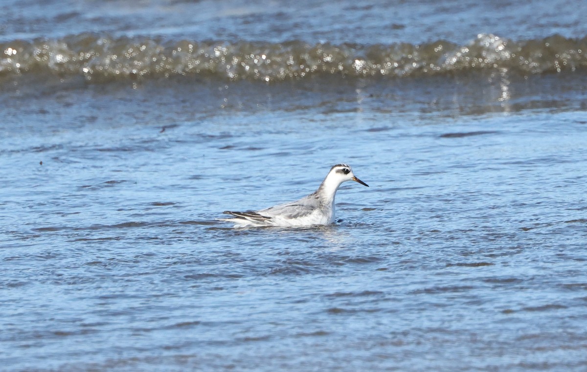 Улаан сэлээхэй - ML643381074