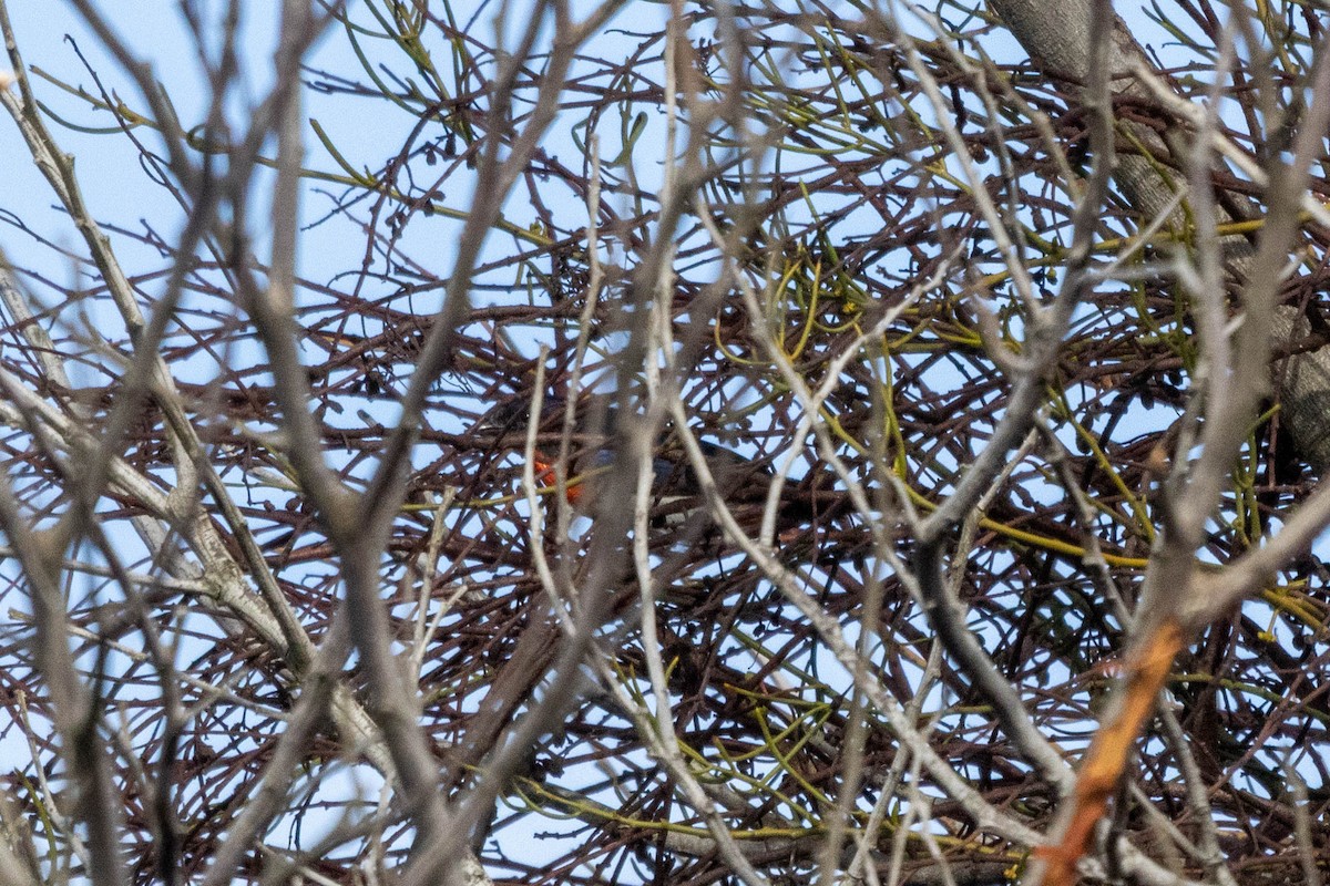 Mistletoebird - ML643381120