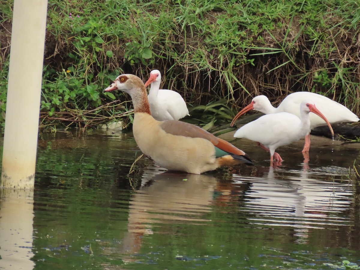 Egyptian Goose - ML643381156