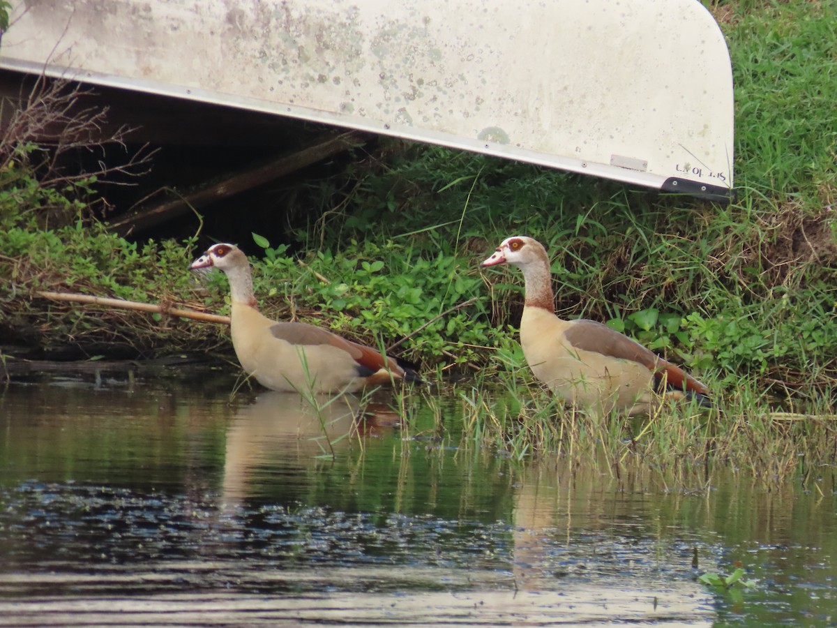 Egyptian Goose - ML643381157