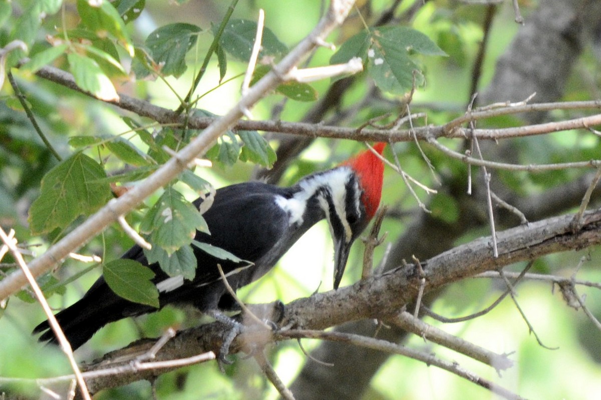 Pileated Woodpecker - ML643381159