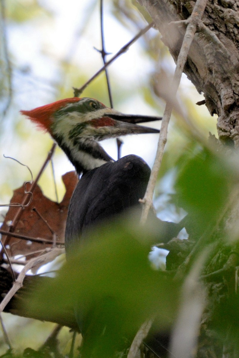 Pileated Woodpecker - ML643381160