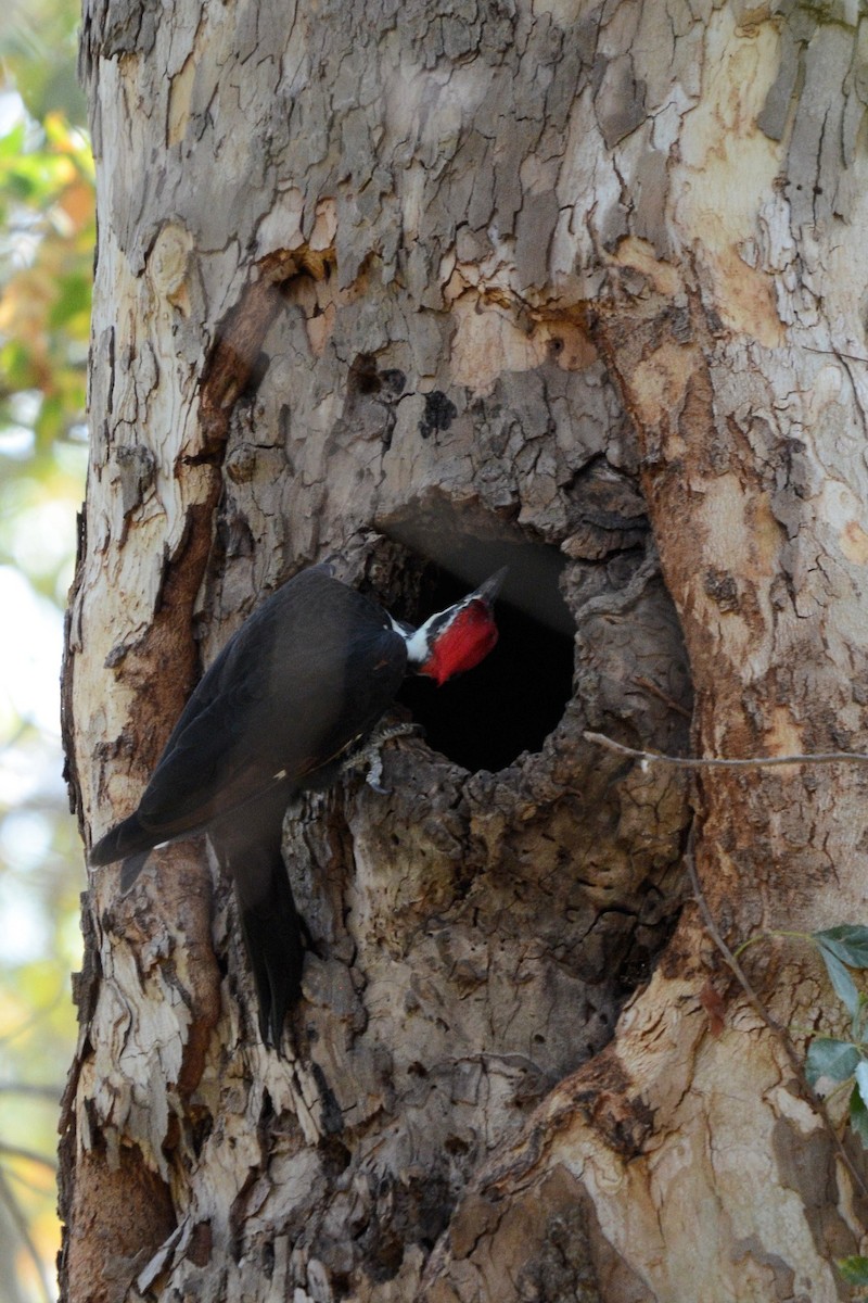 Pileated Woodpecker - ML643381161