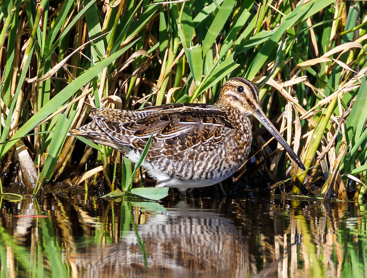 Wilson's Snipe - ML643381170