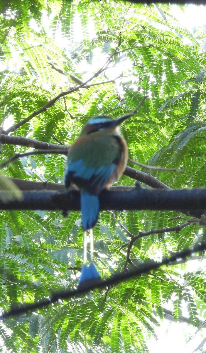 Turquoise-browed Motmot - ML643381175