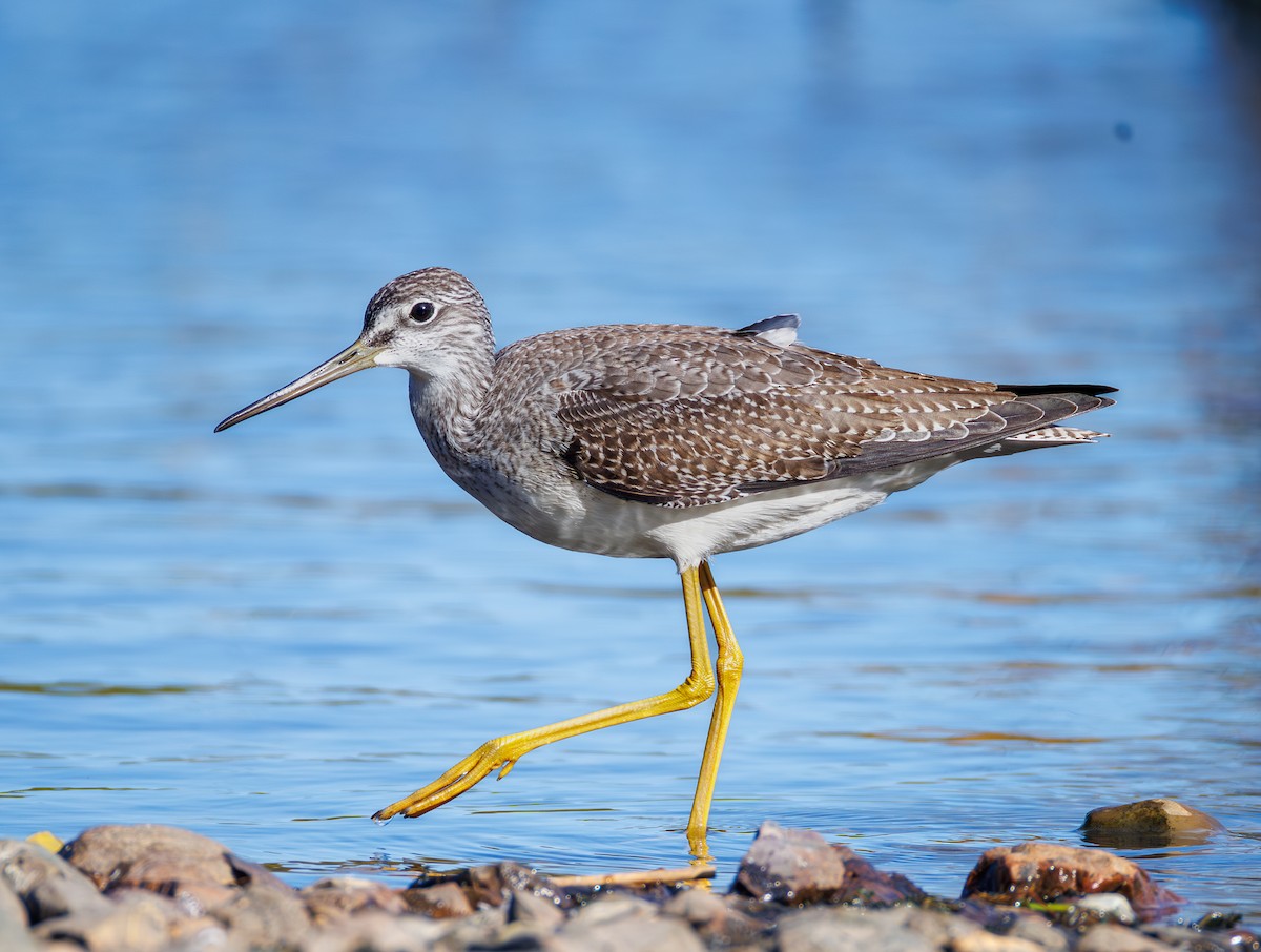 Greater Yellowlegs - ML643381195
