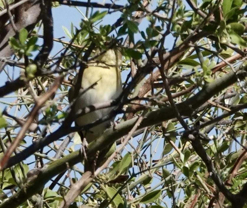 Southern Masked-Weaver - ML643381198