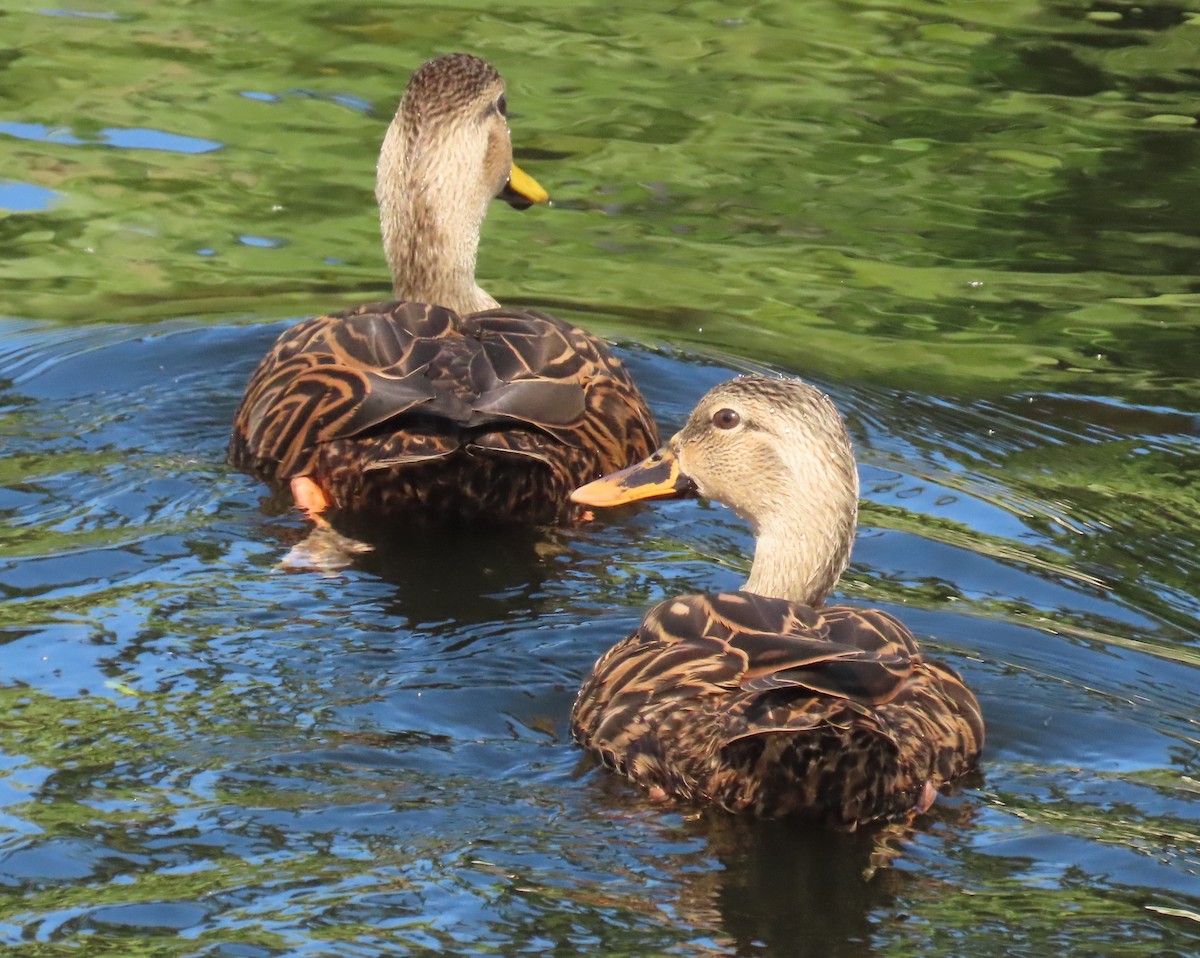 Mallard x Mottled Duck (hybrid) - ML643381204