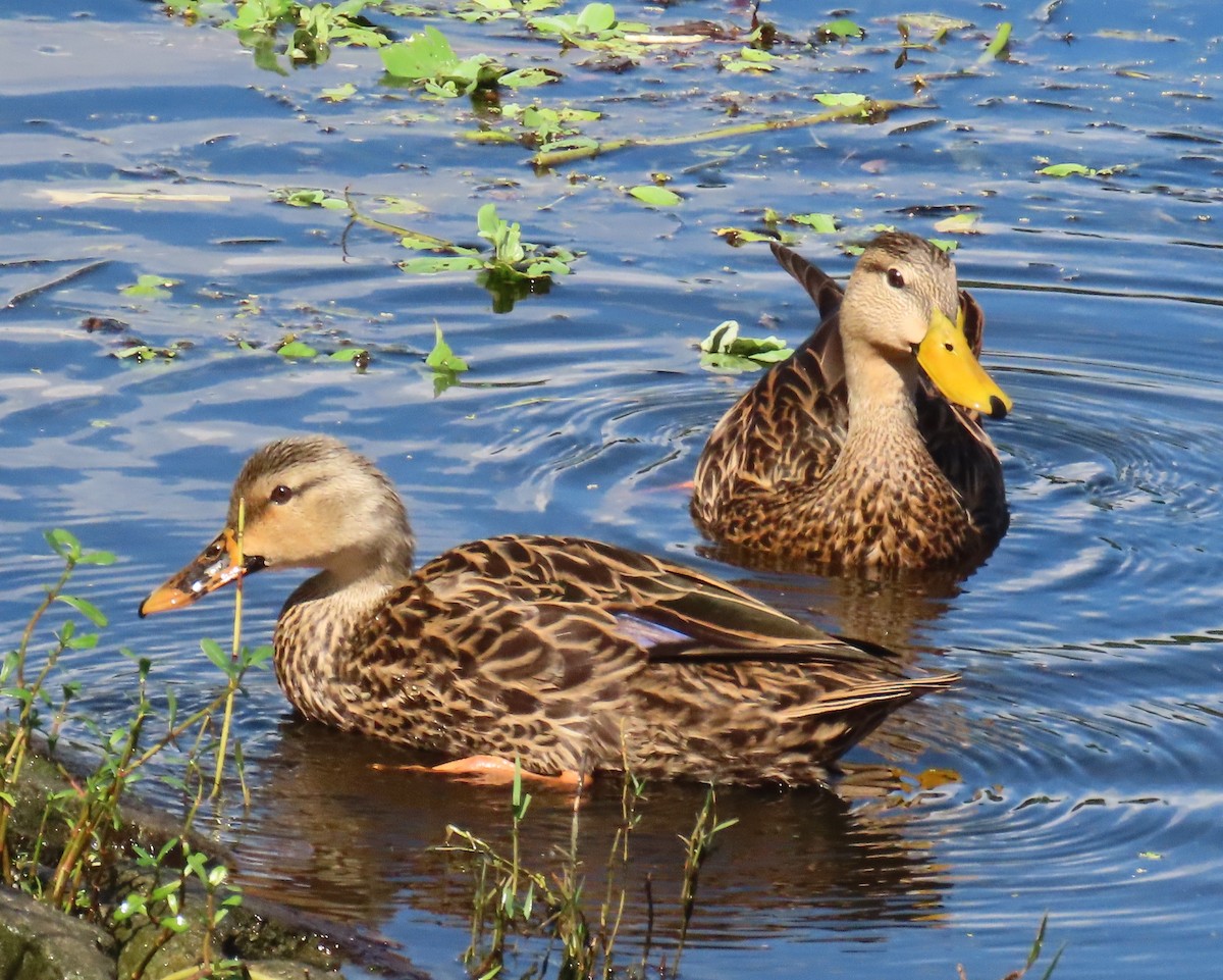 Mallard x Mottled Duck (hybrid) - ML643381205