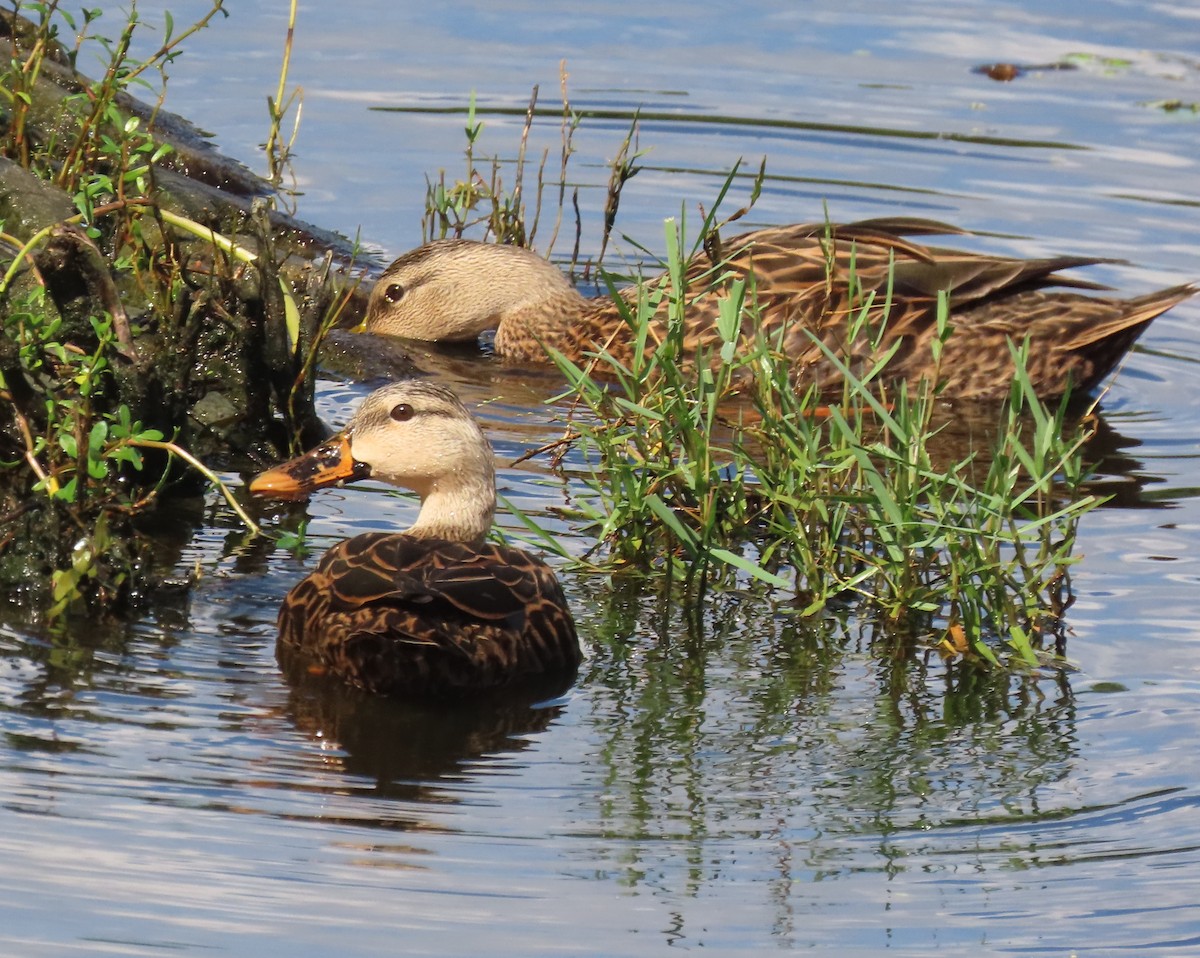 Mallard x Mottled Duck (hybrid) - ML643381207