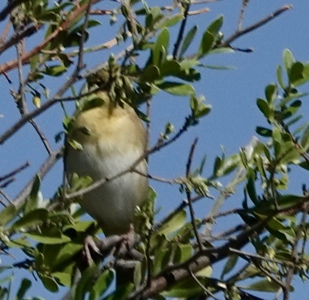 Southern Masked-Weaver - ML643381235