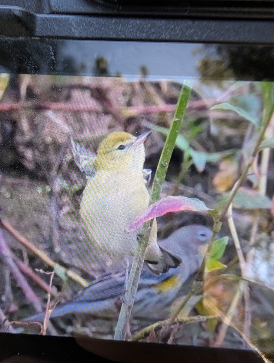 Bay-breasted Warbler - ML643381237