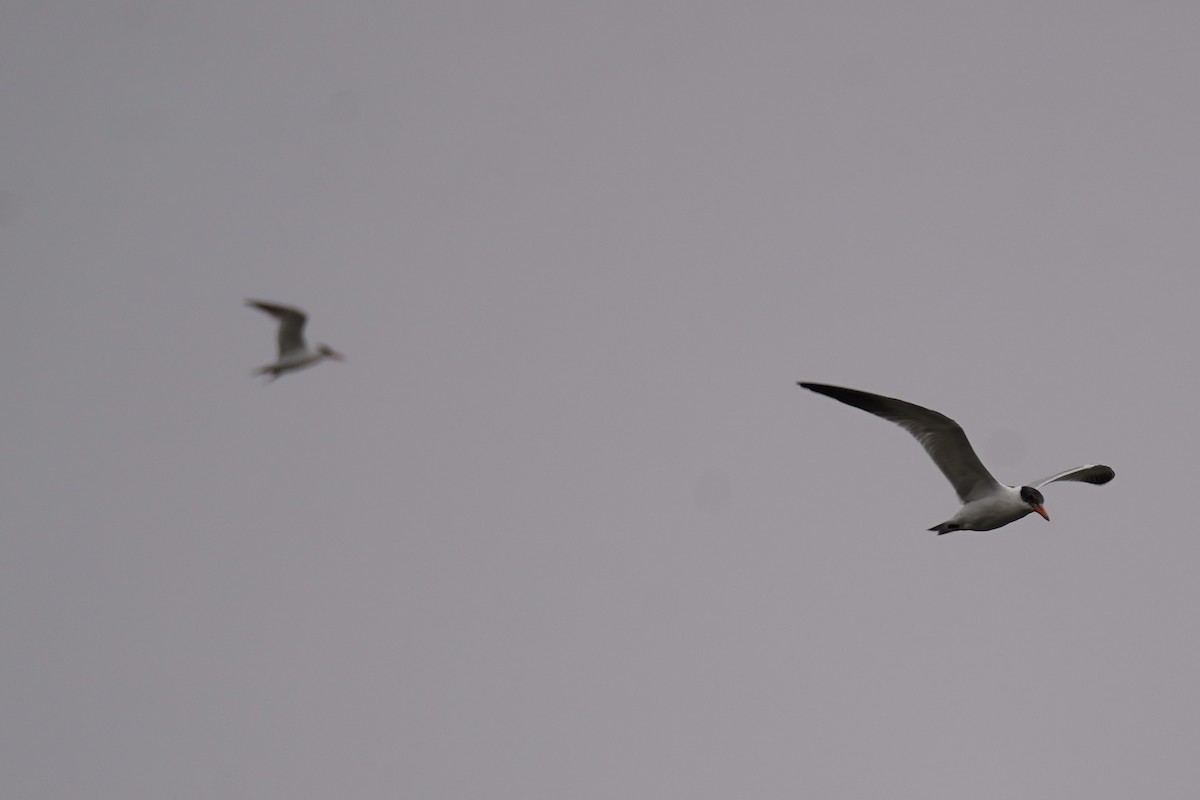 Caspian Tern - ML643381238