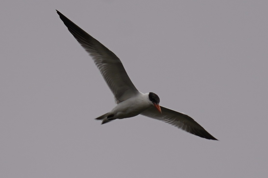 Caspian Tern - ML643381239