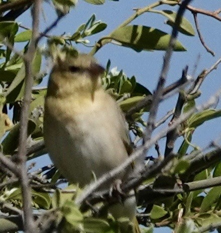 Southern Masked-Weaver - ML643381247