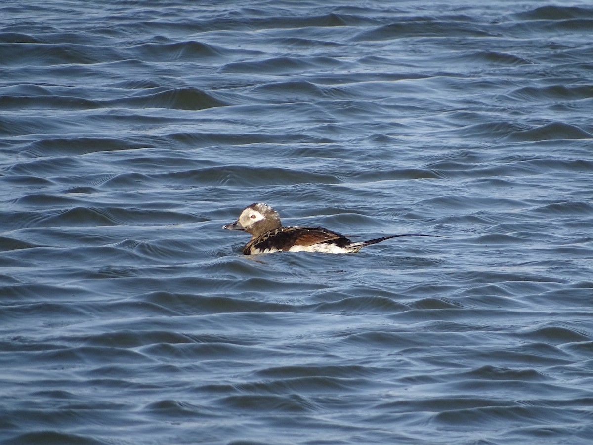 Long-tailed Duck - ML643381253