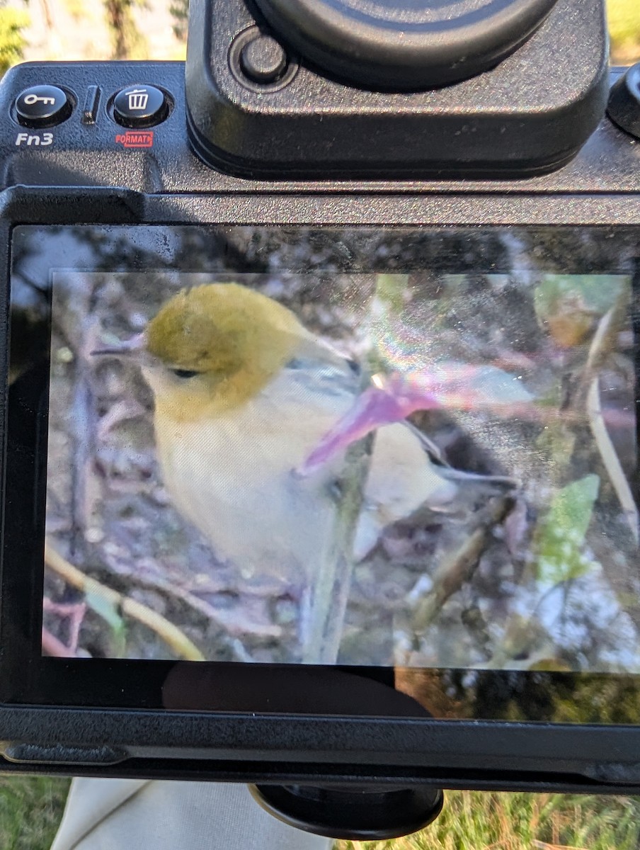 Bay-breasted Warbler - ML643381261
