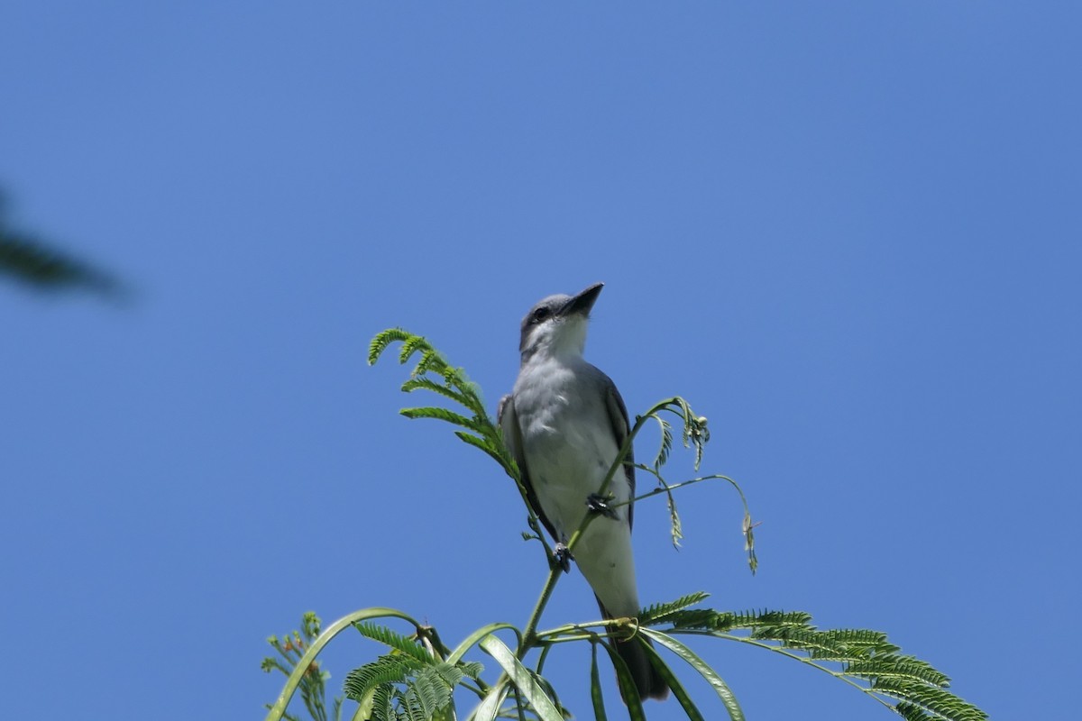 Gray Kingbird - ML643381263