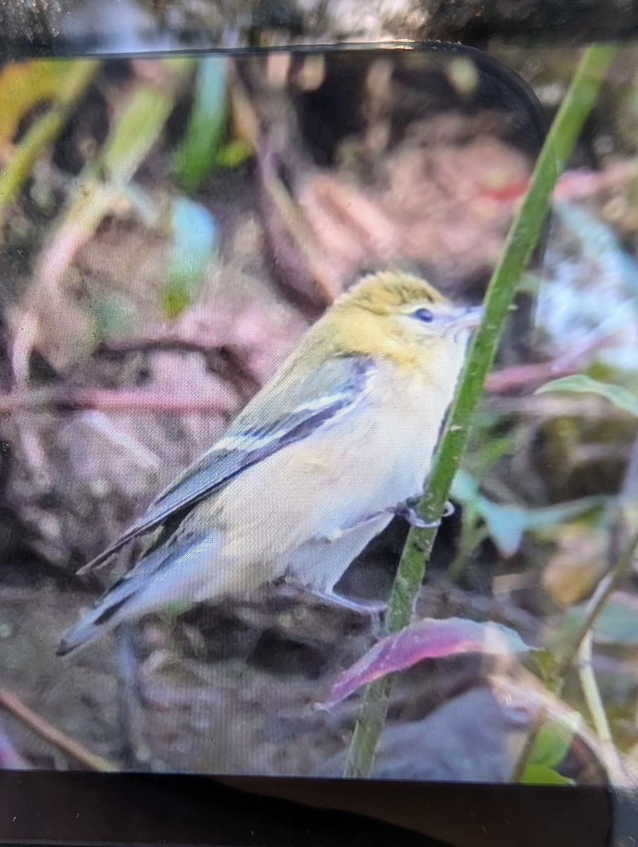 Bay-breasted Warbler - ML643381271