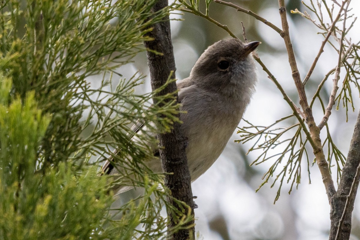 Golden Whistler - ML643381272