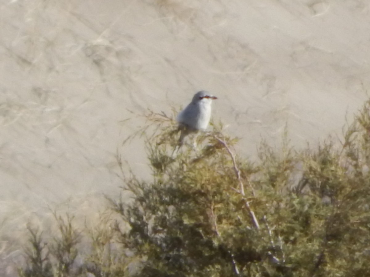 Alcaudón Boreal - ML643381274