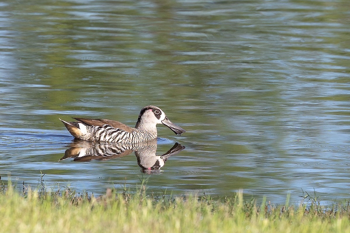 Pink-eared Duck - ML643381293