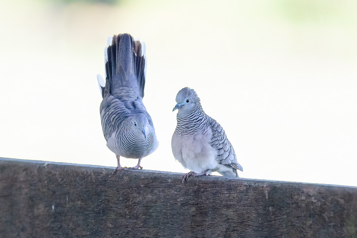 Peaceful Dove - ML643381311