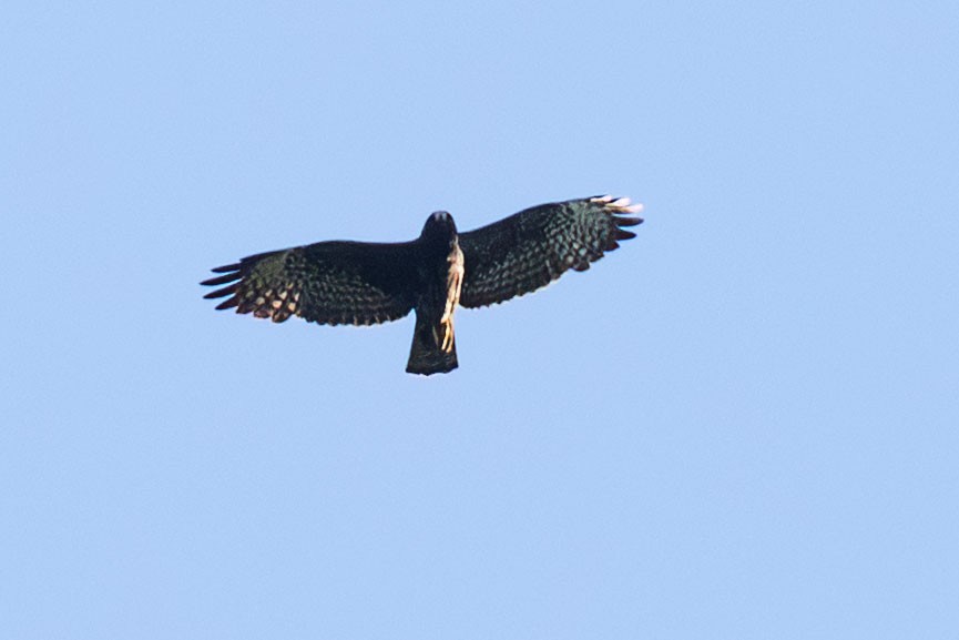 Short-tailed Hawk - ML643381339
