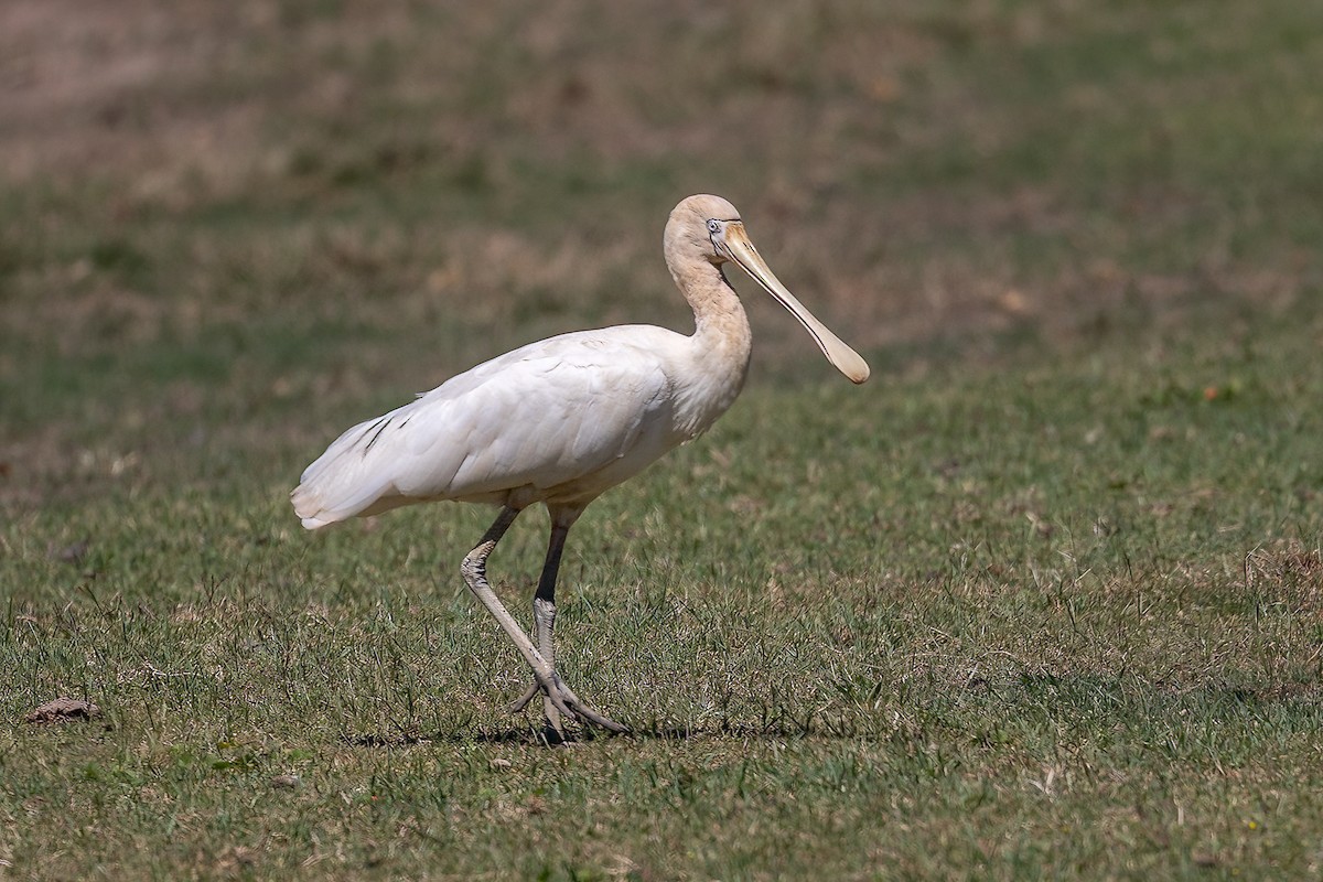 Yellow-billed Spoonbill - ML643381359