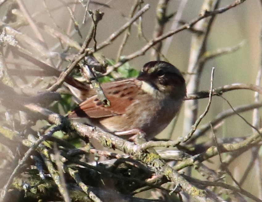 Swamp Sparrow - ML643381362
