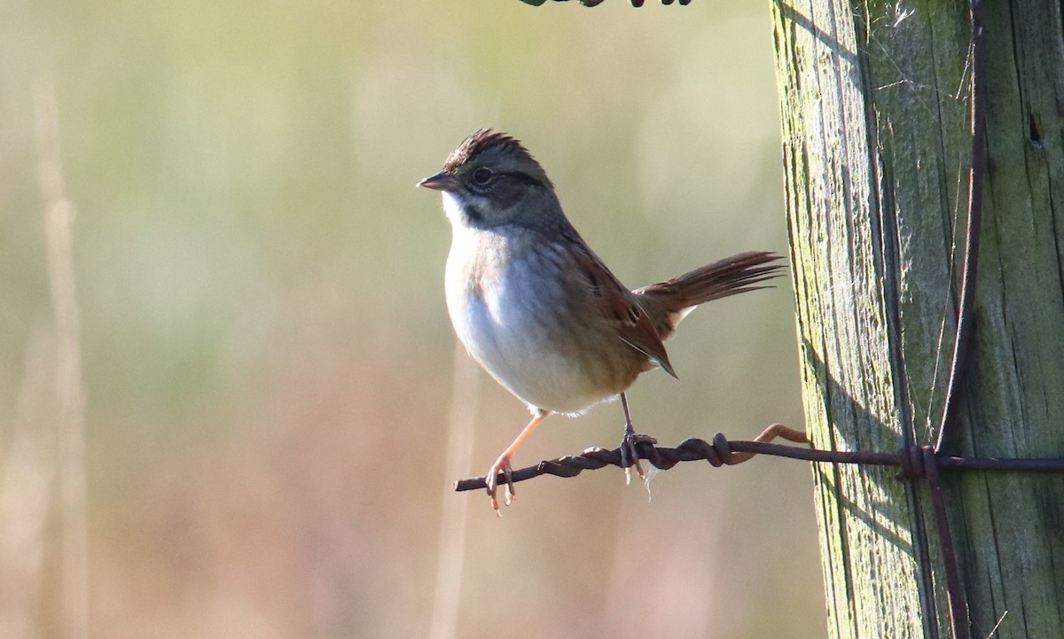 Swamp Sparrow - ML643381364