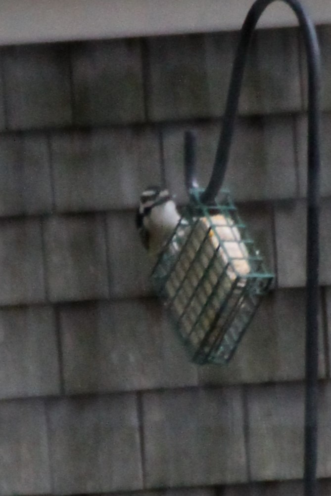 Downy Woodpecker - ML643381376