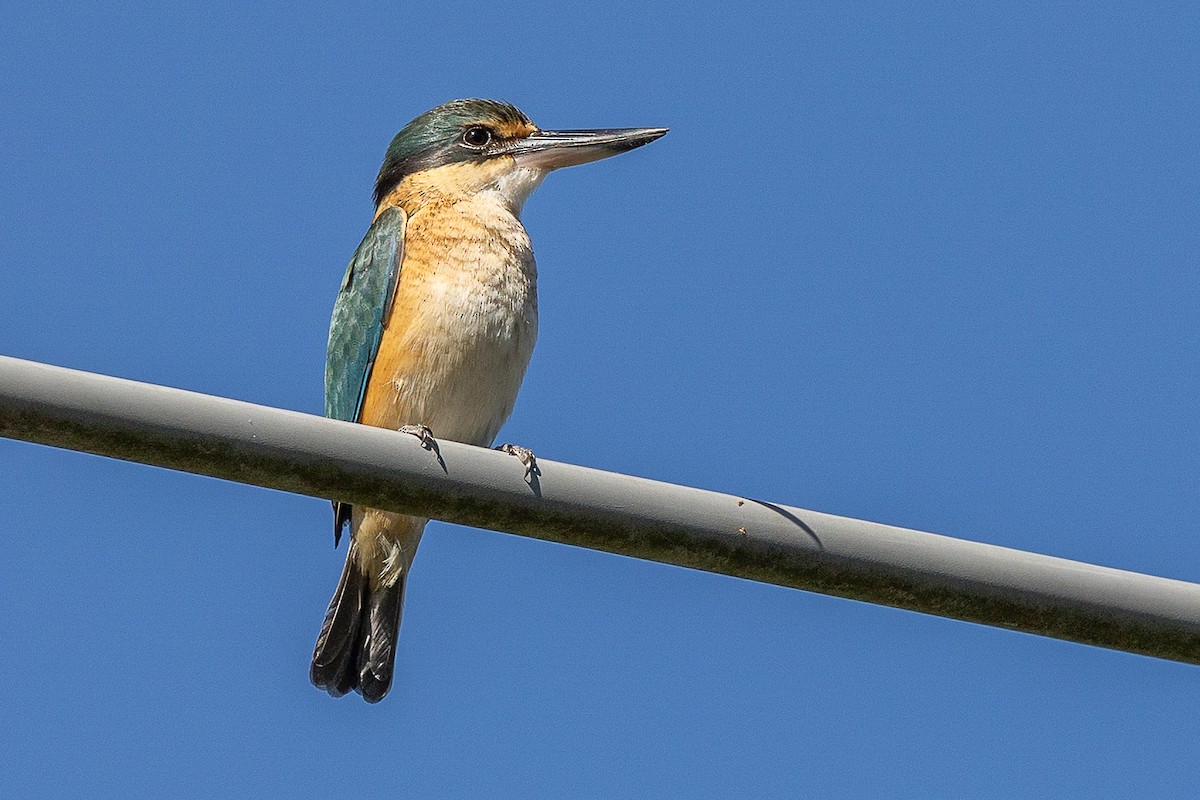 Sacred Kingfisher - ML643381377