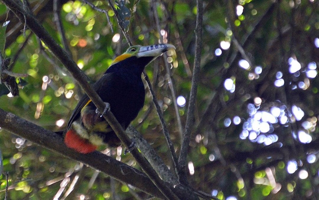 Spot-billed Toucanet - ML643381381