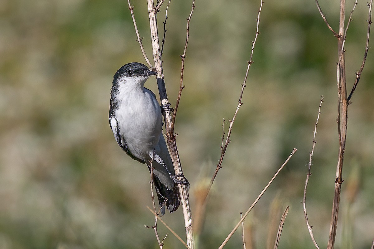 White-winged Triller - ML643381427