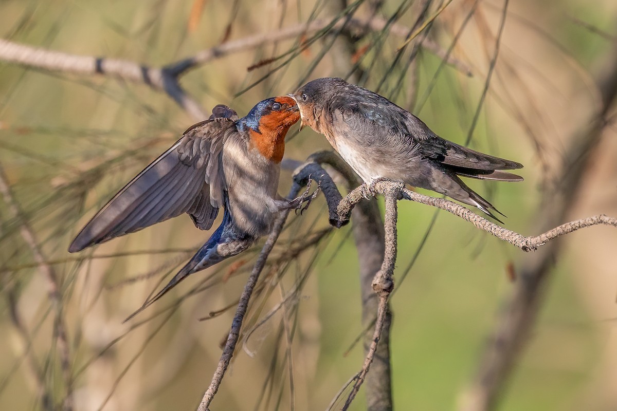 Welcome Swallow - ML643381457