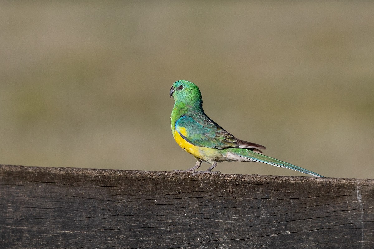 Red-rumped Parrot - ML643381482
