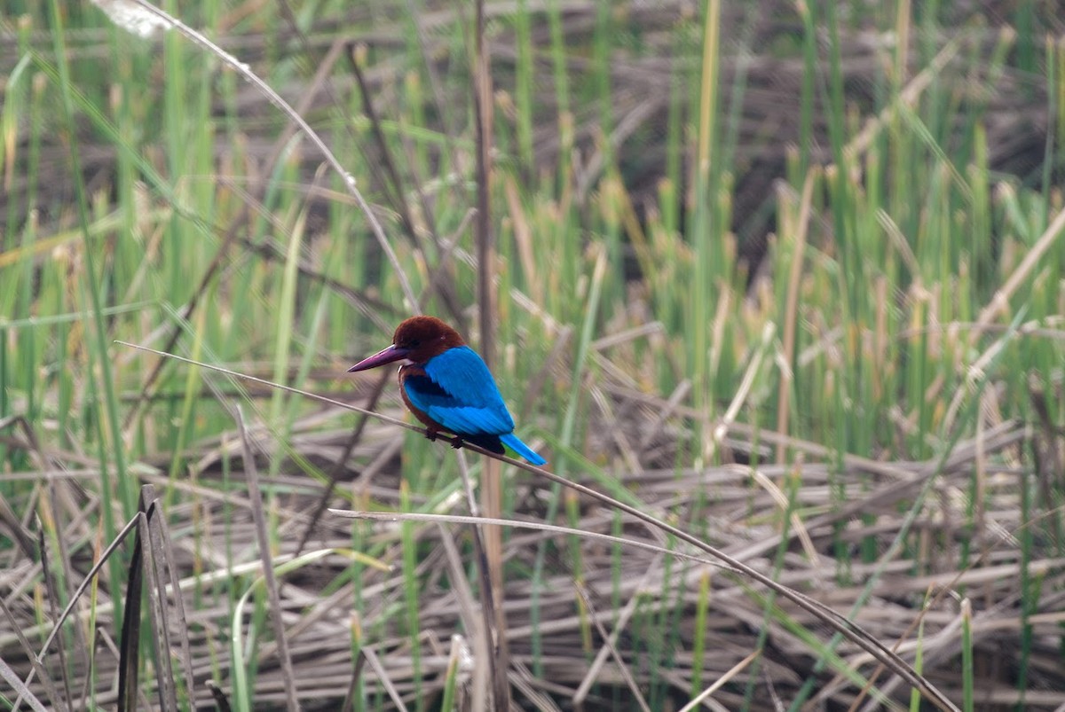 White-throated Kingfisher - ML643381503