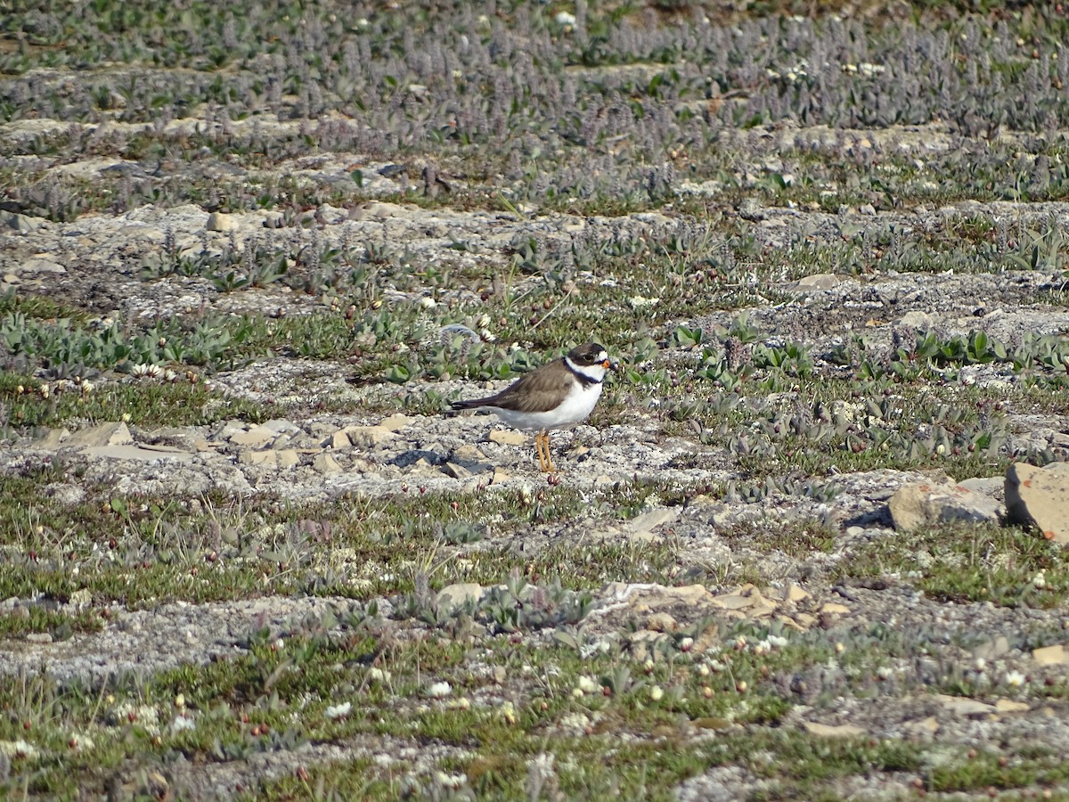 amerikasandlo - ML643381518