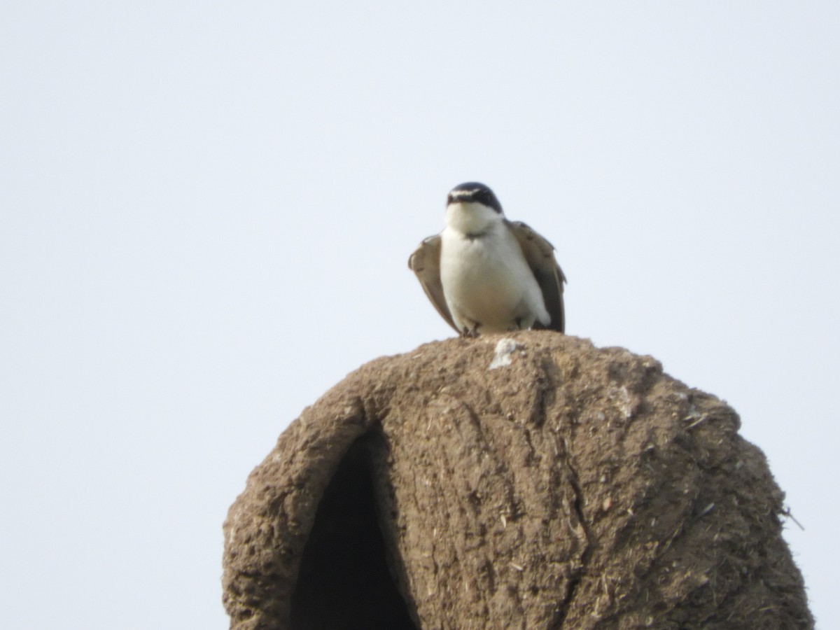 White-rumped Swallow - ML643381541