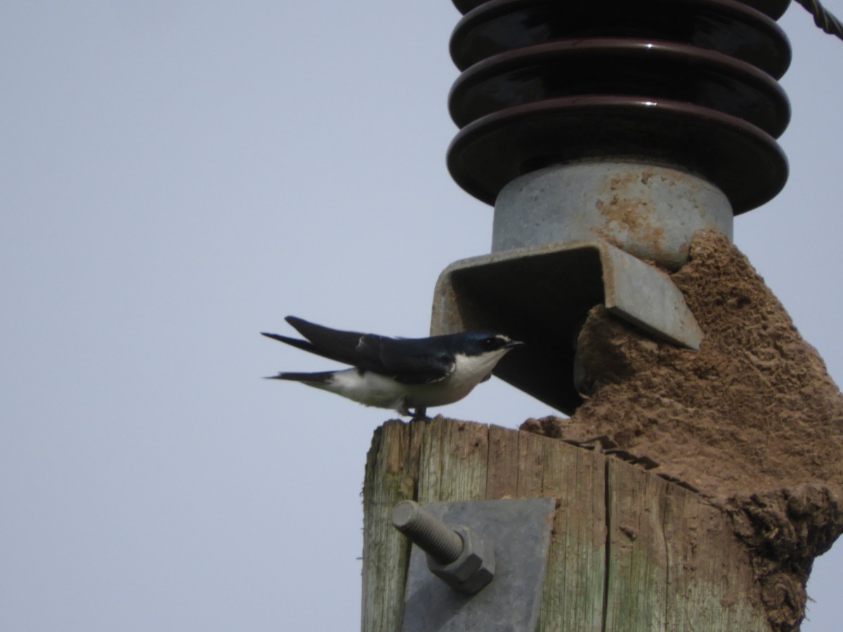 White-rumped Swallow - ML643381542